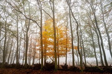 Lonely 1 sur Gijs de Kruijf