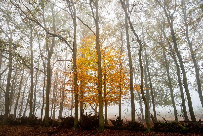 Lonely 1 van Gijs de Kruijf