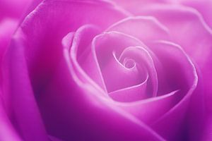 Rose Delight...