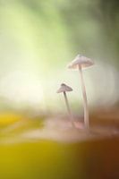samen in het licht