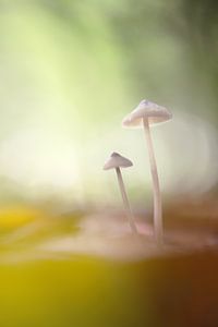 samen in het licht van Remco loeffen