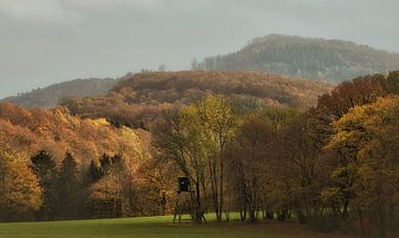 L'automne dans la forêt de l'Eifel sur Dieter Beselt