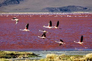 Die Flamingos der Laguna Colorada
