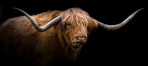 Scottish Highlander by Karel Ton