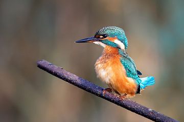 Ijsvogel op een tak van Whiskey Echo Bravo