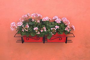 Geraniums in Elzas van Inge Hogenbijl