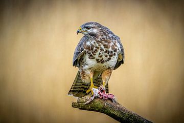 Der Bussard, der über seine Beute wacht