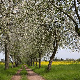 Piste cyclable bordée de pommiers en fleurs sur Karina Baumgart