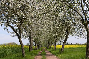 Fietspad met bloeiende appelbomen van Karina Baumgart