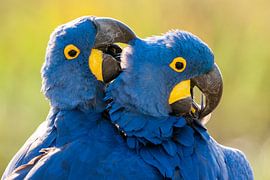 Close-up of two preening Hyacinth Macaws