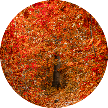 Smal bospad in de herfst van Fotografie Jeronimo