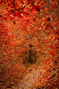 Smal bospad in de herfst van Fotografie Jeronimo