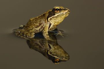 Braunfrosch (Rana temporaria) von Ronald Pol