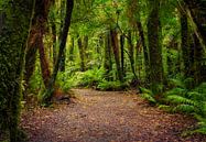 Breed bospad op het Zuidereiland van Nieuw Zeeland van Rietje Bulthuis thumbnail
