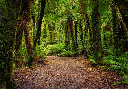Breed bospad op het Zuidereiland van Nieuw Zeeland