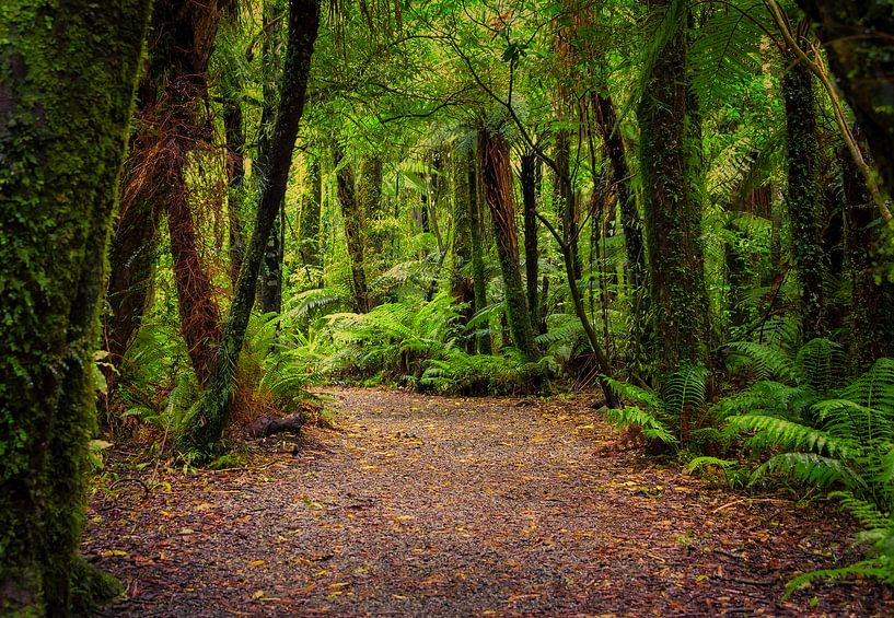 Breed bospad op het Zuidereiland van Nieuw Zeeland van Rietje Bulthuis