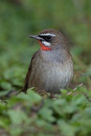 Rubinkehlchen ( Luscinia calliope ), Ausnahmeerscheinung in den Niederlanden, seltener Singvogel, Vo
