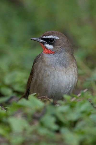 Rubinkehlchen ( Luscinia calliope ), Ausnahmeerscheinung in den Niederlanden, seltener Singvogel, Vo von wunderbare Erde