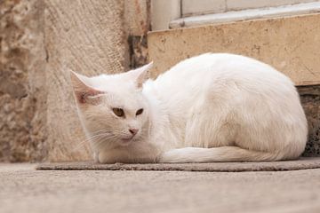 witte kat zittend op een deurmat voor de voordeur van PHOTOGENIQUE