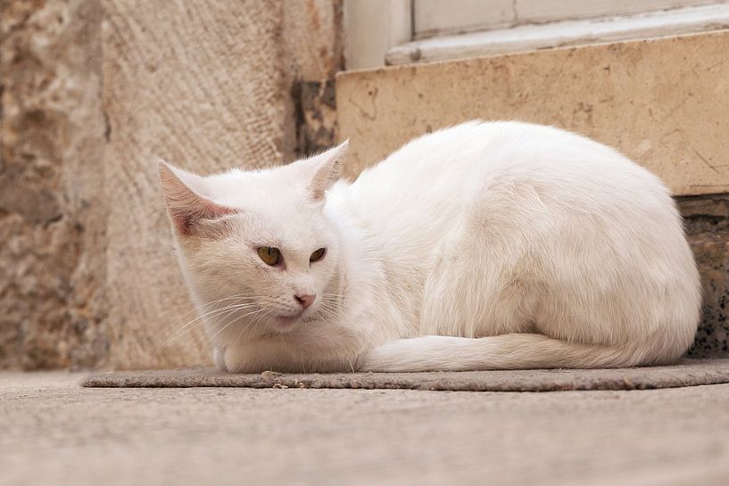 chat blanc assis sur un paillasson devant la porte d'entrée par PHOTOGENIQUE