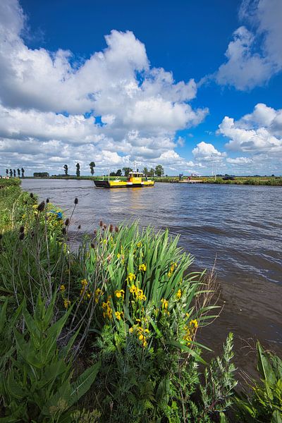 Yellow Lis along the canal near Akersloot by peterheinspictures