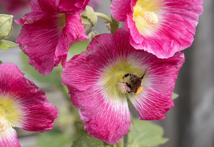 Hollyhock by Bo Valentino