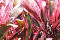 Planten
