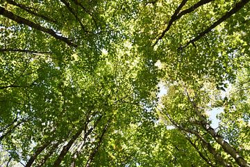 A maple plantation in summer by Claude Laprise