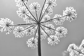 zwart witte pluizenbol van kim van Hest