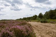 Paarse heide in natuurgebied in Oirschot van Angela Kiemeneij thumbnail