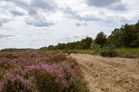 Paarse heide in natuurgebied in Oirschot