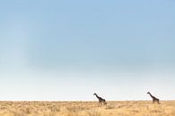 Empty desert landscape with two giraffes against the horizon by Simone Janssen thumbnail