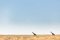 Empty desert landscape with two giraffes against the horizon