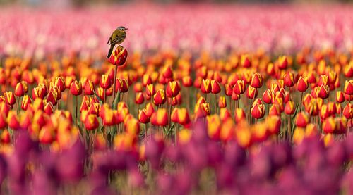 Yellow wagtail atop tulip