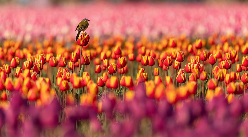 Yellow wagtail atop tulip by Jasper Kok