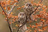 zwei Waldohreulen in Herbststimmung