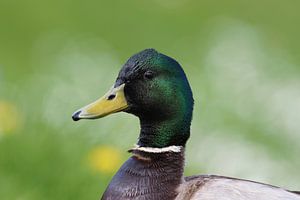 Männliche Ente