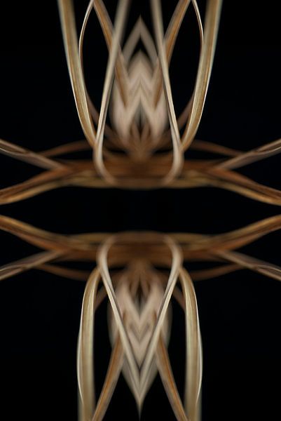 symmetrische stengels #002 van Peter Baak