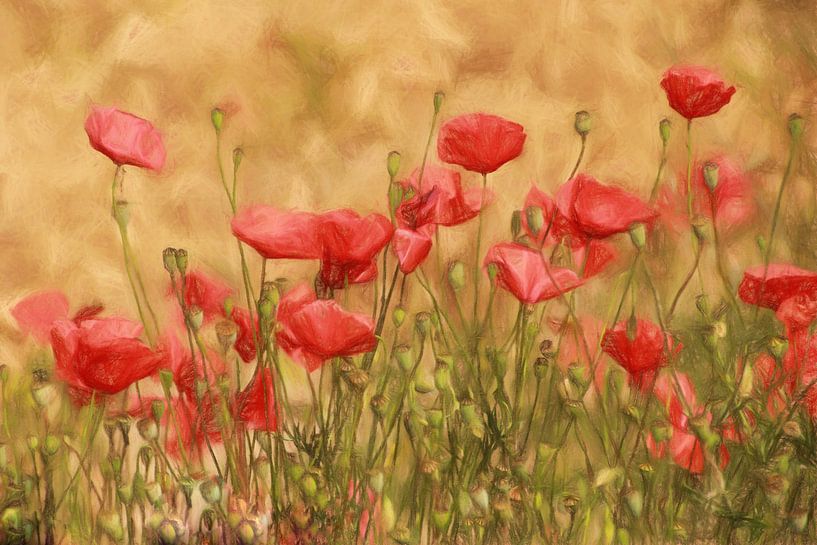 poppy field by Yvonne Blokland