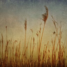 The Morning Dancers by Claudia Moeckel