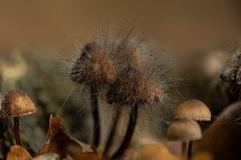 Mushrooms by Annet van Heijster