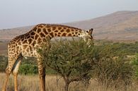 Etende giraffe Zuid Afrika van Ralph van Leuveren thumbnail