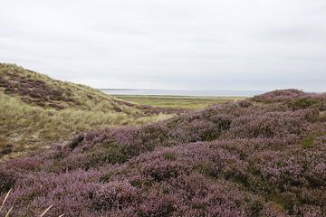 View towards the North Sea with heather on Sylt