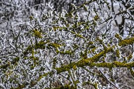 Rauhreif un Flechten