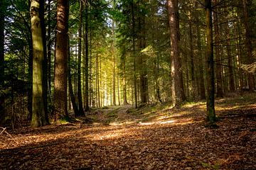 Weg im Bayerischen Wald von Christian Späth