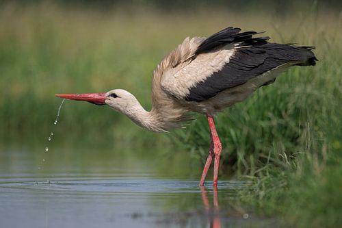 Storch am Trinkbecken