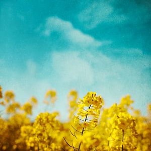 Fleurs de colza