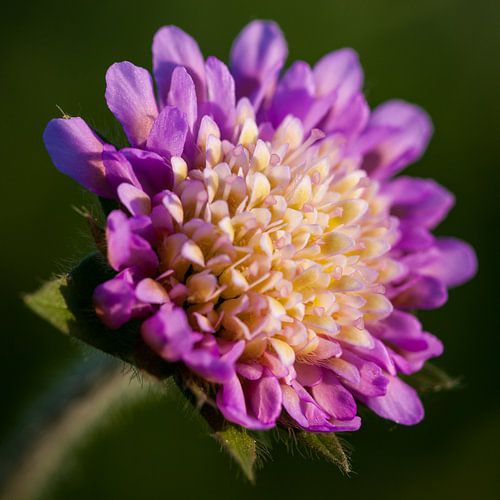 Close and personal met Beemkroon