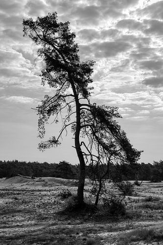 Eenzaam en Standvastig