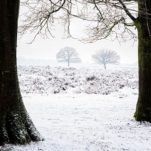 Winterbäume von Richard Guijt Photography
